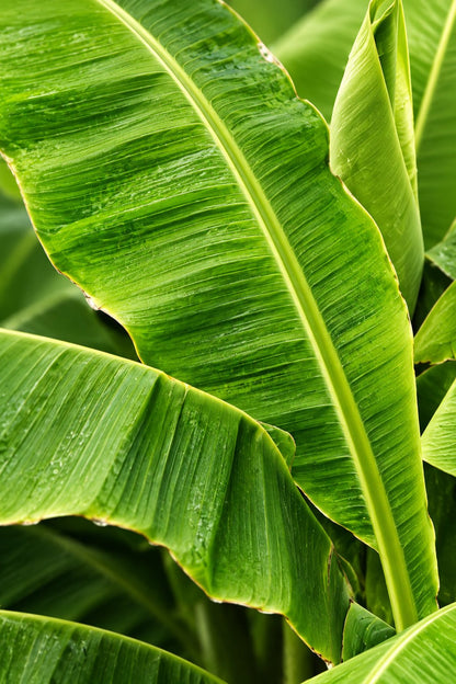 Musa basjoo (Bananier rustique) — H70-90 cm | Pot Ø21 cm - Verdeia - 2