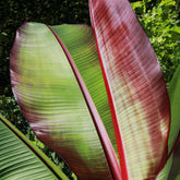 Musa ensete &