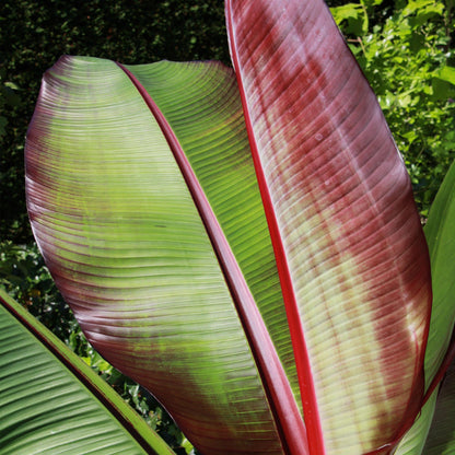 Musa ensete &