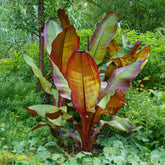 Musa ensete &