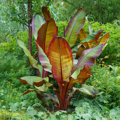 Musa ensete &