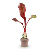 Musa ensete &