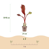 Musa ensete &