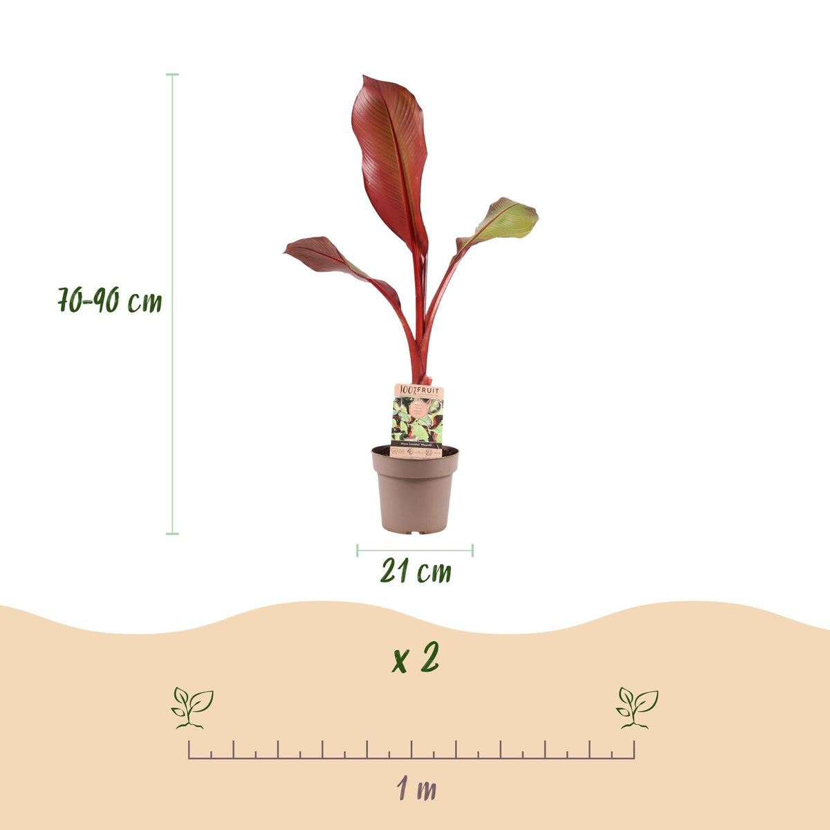 Musa ensete &