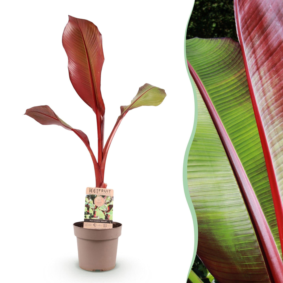 Musa ensete &