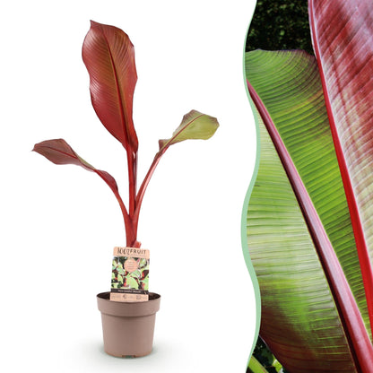 Musa ensete &