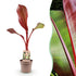 Musa ensete &