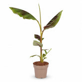 Musa &