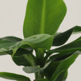 Musa Oriental Dwarf – Dwarf Banana Plant – Ø12cm – ↕25cm - Verdeia - 2