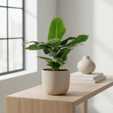 Musa Oriental Dwarf – Dwarf Banana Plant – Ø12cm – ↕25cm - Verdeia - 3