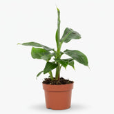 Musa tropicana — Indoor Banana Plant - Verdeia - 1