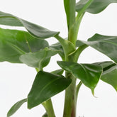 Musa tropicana — Indoor Banana Plant - Verdeia - 2