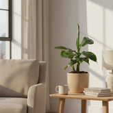 Musa tropicana — Indoor Banana Plant - Verdeia - 3