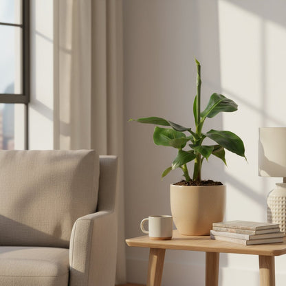 Musa tropicana — Bananier d’intérieur - Verdeia