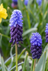 Muscari de hoja ancha (Muscari latifolium) — Bulbos calibre 5/6 - Verdeia - 1