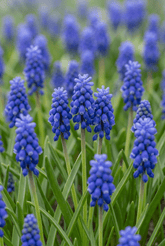 Muscari d&
