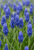 Muscari armenio (Muscari armeniacum) — Bulbos calibre 8/9 - Verdeia - 1