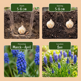 Muscari d&