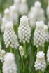 Muscari &