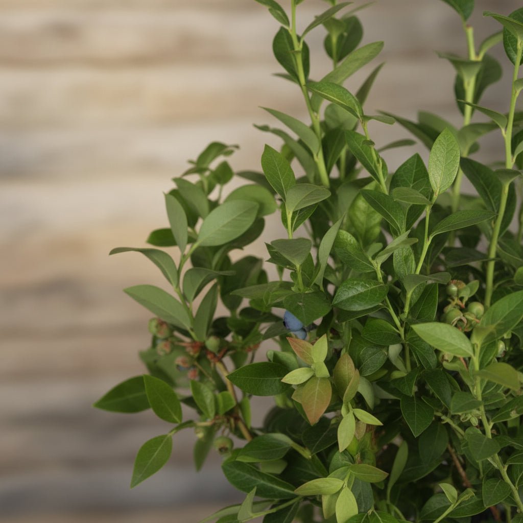 Myrtillier nain Vaccinium corymbosum ‘Bingo Blue’ Bio - 23 x 50 cm - Verdeia