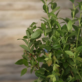 Arándano enano Vaccinium corymbosum ‘Bingo Blue’ Bio - 23 x 50 cm - Verdeia - 2