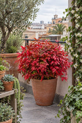 Nandina domestica Blush Pink™ (Bambou sacré rose) — H40 cm | Pot Ø17 cm - Verdeia - 4