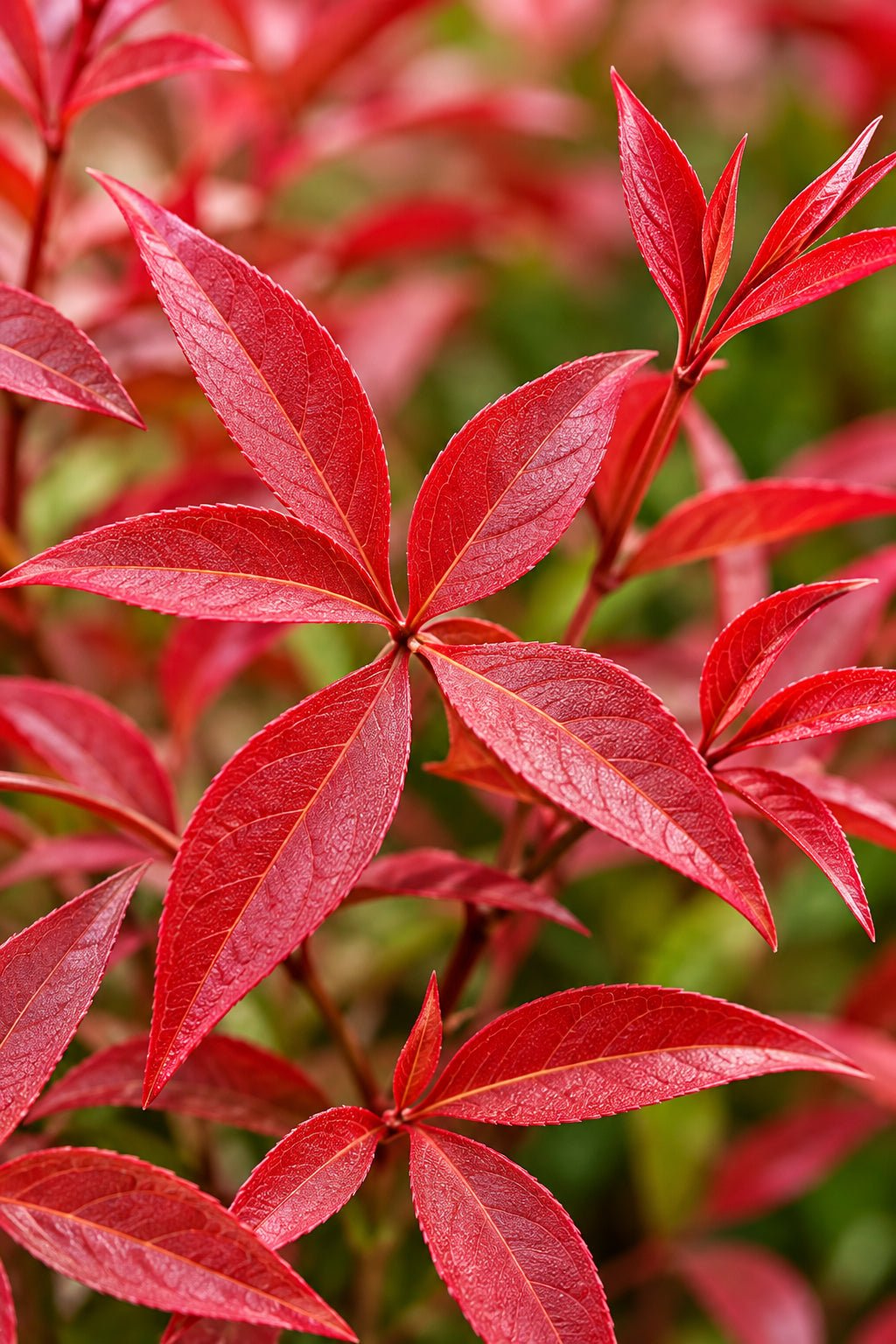 Nandina domestica Blush Pink™ (Bambou sacré rose) — H40 cm | Pot Ø17 cm - Verdeia - 2