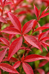 Nandina domestica Blush Pink™ (Bambou sacré rose) — H40 cm | Pot Ø17 cm - Verdeia - 2