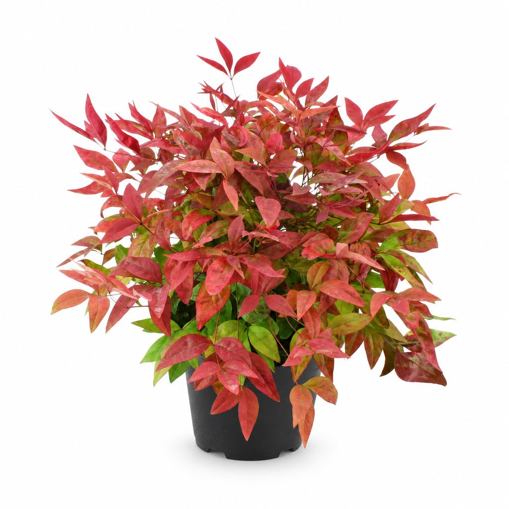 Nandina domestica Blush Pink™ (Bambou sacré rose) — H40 cm | Pot Ø17 cm - Verdeia - 1