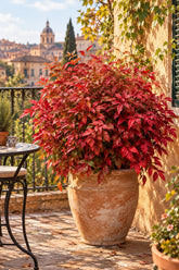 Nandina domestica Blush Pink™ (Bambou sacré rose) — H40 cm | Pot Ø17 cm - Verdeia - 5