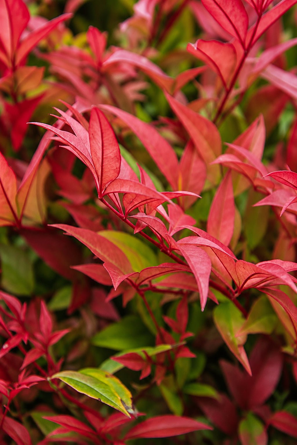Nandina domestica &