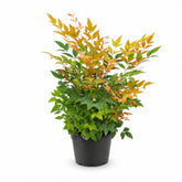 Nandina domestica &