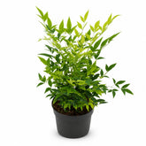 Nandina domestica &