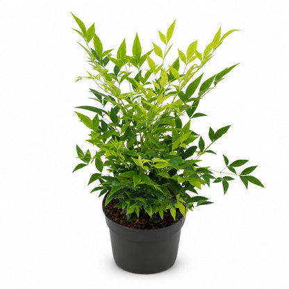 Nandina domestica &
