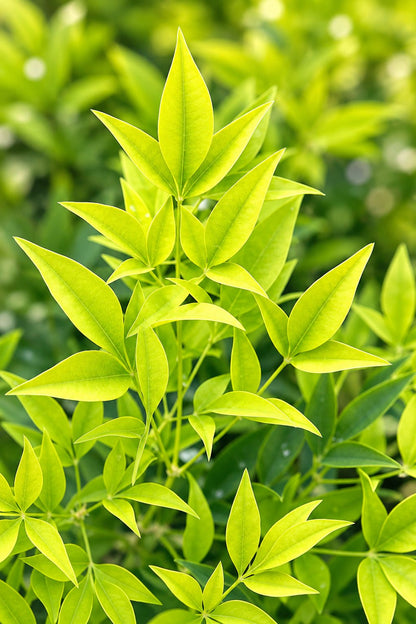 Nandina domestica &