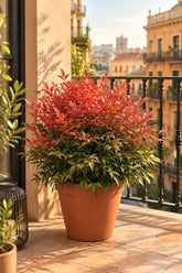Nandina domestica Obsessed™ &