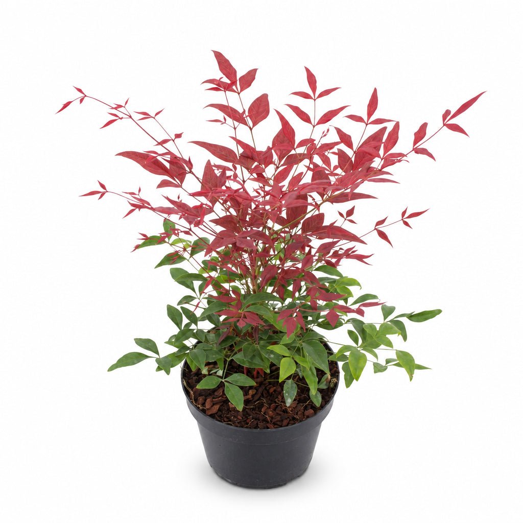 Nandina domestica Obsessed™ &
