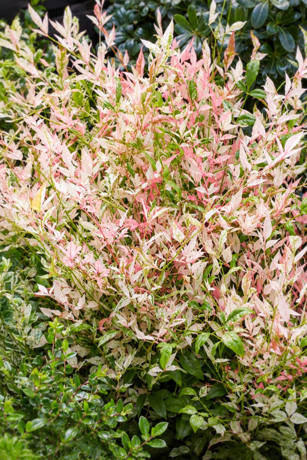 Nandina domestica &