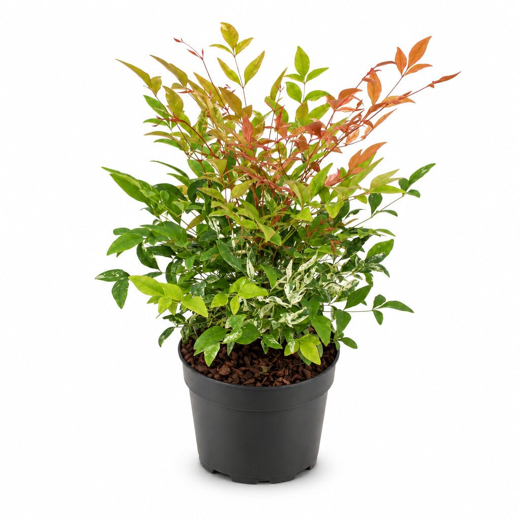 Nandina domestica &
