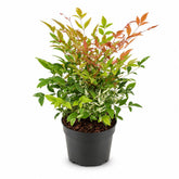 Nandina domestica &