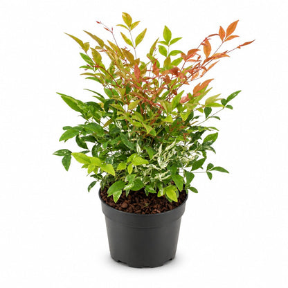 Nandina domestica &