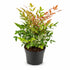 Nandina domestica &