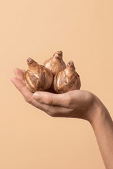 Narcisse à grande couronne en mélange — Bulbes calibre 12/14 - Verdeia - 2