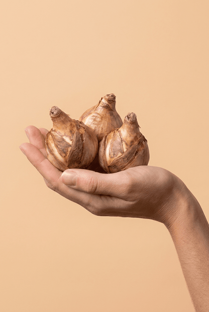 Narcisse à grande couronne en mélange — Bulbes calibre 12/14 - Verdeia - 2