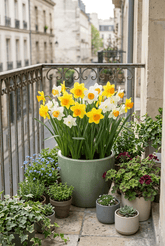 Narcisse à grande couronne en mélange — Bulbes calibre 12/14 - Verdeia - 3