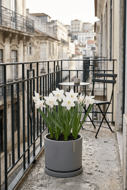 Mezcla de narcisos botánicos blancos — Bulbos calibre 10/12 - Verdeia - 3