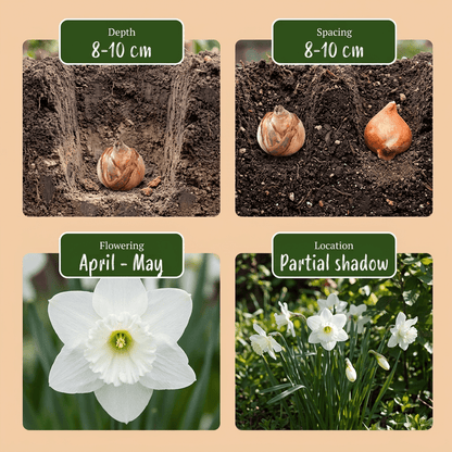 Mezcla de narcisos botánicos blancos — Bulbos calibre 10/12 - Verdeia - 6