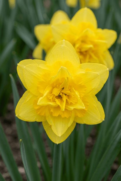 Narciso &