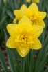 Narciso &