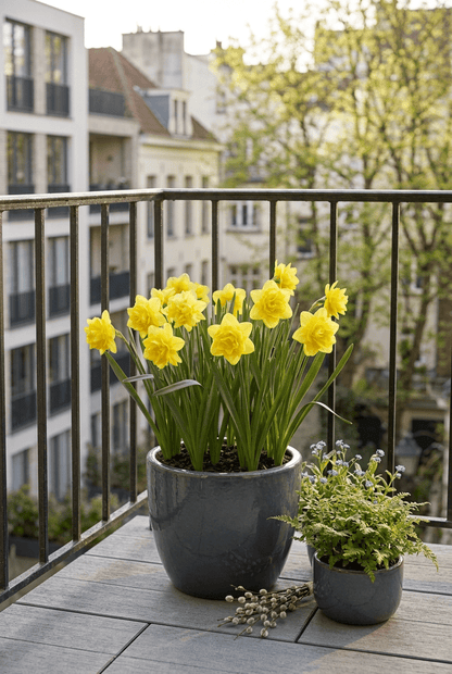 Narciso &
